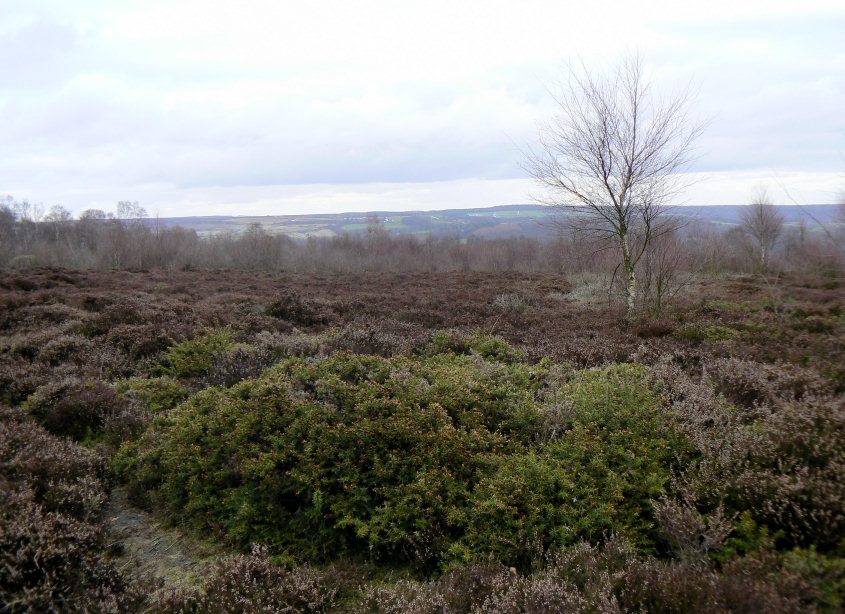 Stanton Moor Stanton Moor